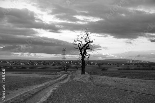 Samotne drzewo, polna droga, pola, wieś, b&w. photo