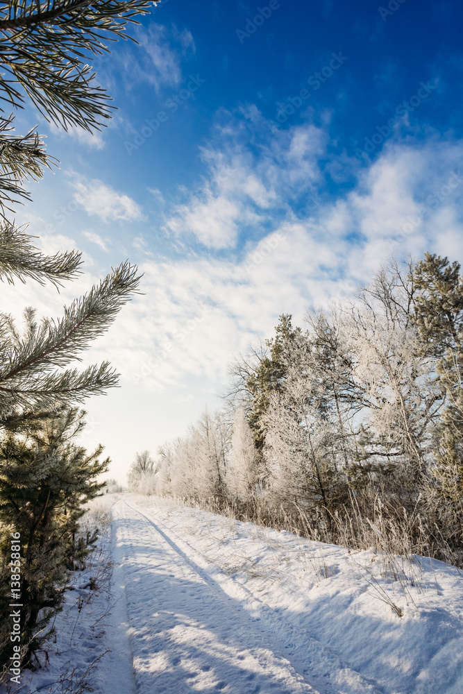 Obraz premium Winter road in the trees