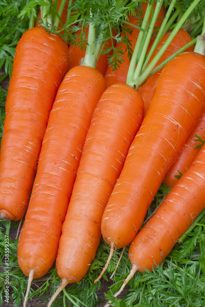 Fresh carrots bunch with leaves Fresh carrots bunch with leaves