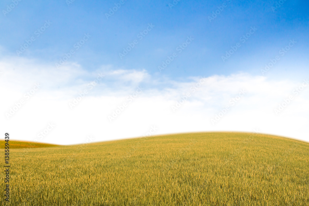 field on a background of the blue sky field on a background of the blue sky