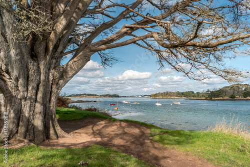 Fototapeta Naklejka Na Ścianę i Meble -  Arbre sur le&² sentier côtier du Golfe du Morbihan