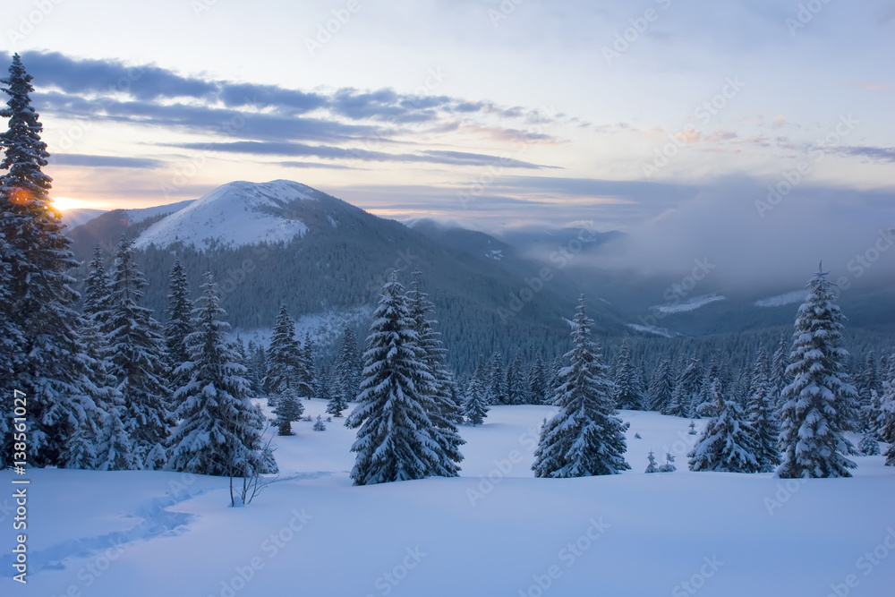 Obraz premium beautiful winter forest in mountains