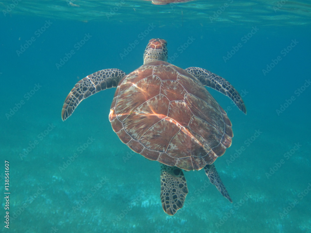Fototapeta premium Wasserschildkröte