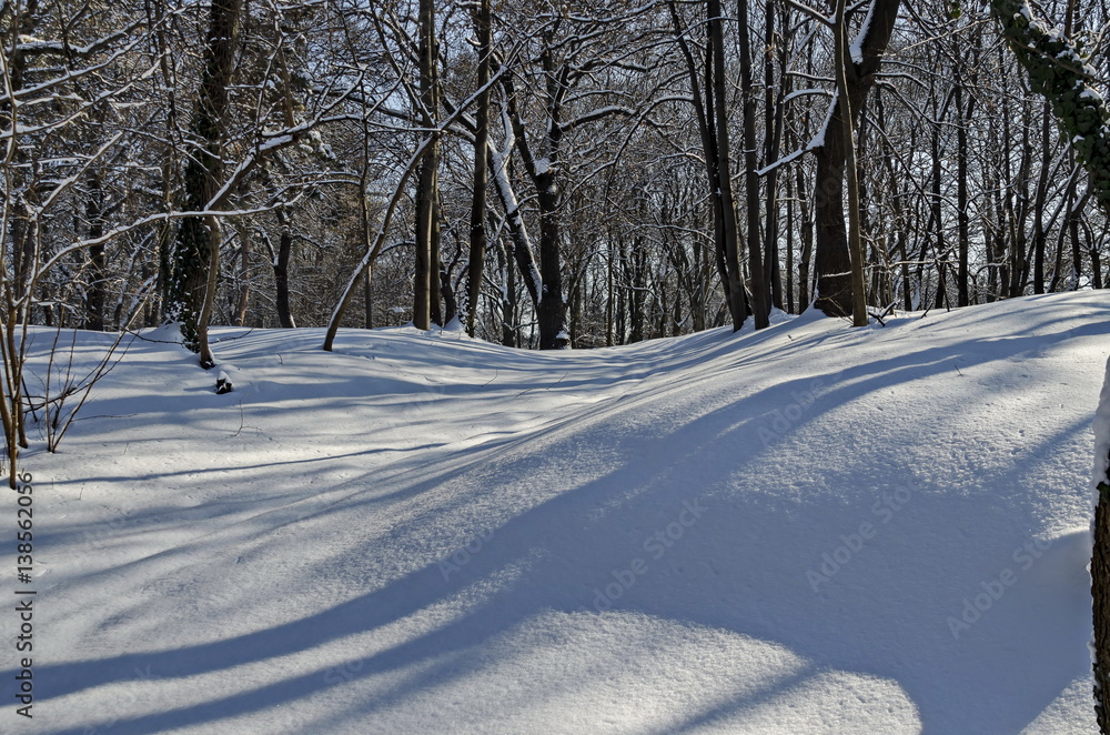 Fototapeta premium Winter snow garden in Sofia park, Bulgaria