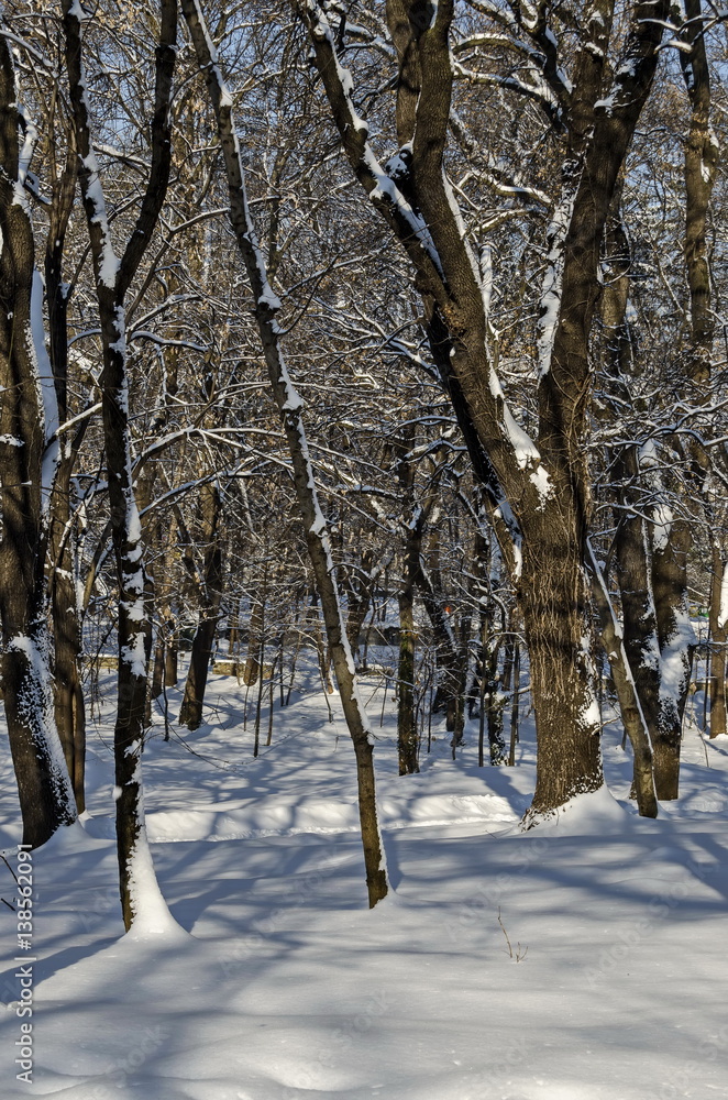Fototapeta premium Winter snow garden in Sofia park