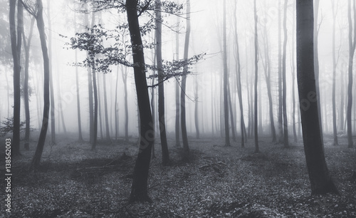 Fototapeta Naklejka Na Ścianę i Meble -  Starker Nebel im Wald