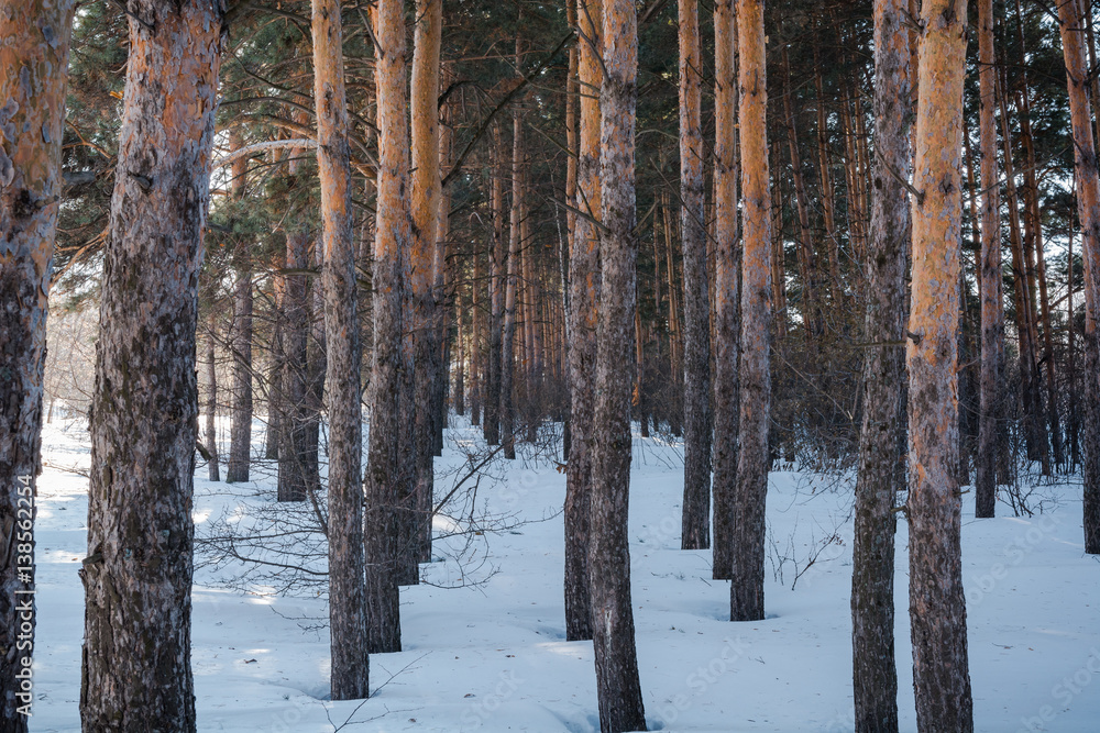 The winter forest on snow. The wood in the winter in Russia, Siberia. The winter forest on snow. The wood in the winter in Russia, Siberia.
