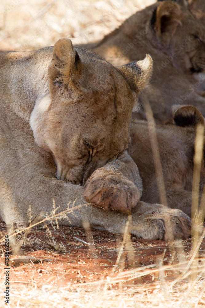 Lion, Madikwe Game Reserve Lion, Madikwe Game Reserve