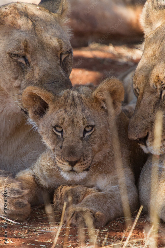 Fototapeta premium Lion, Madikwe Game Reserve