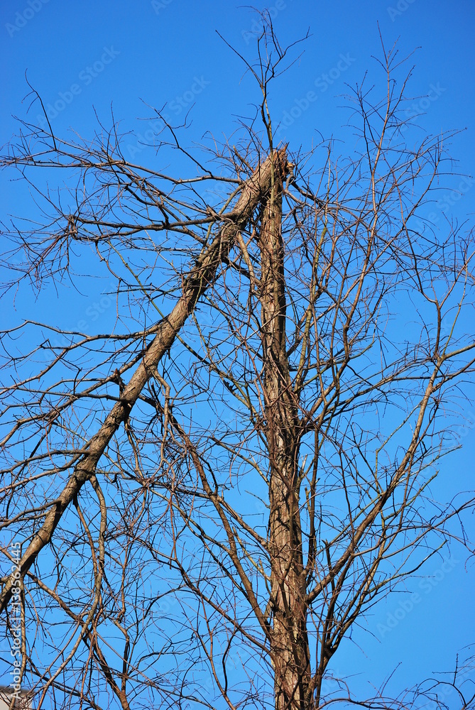 Wilted and dry branches against the blue sky . The main branch broke off. Wilted and dry branches against the blue sky . The main branch broke off.