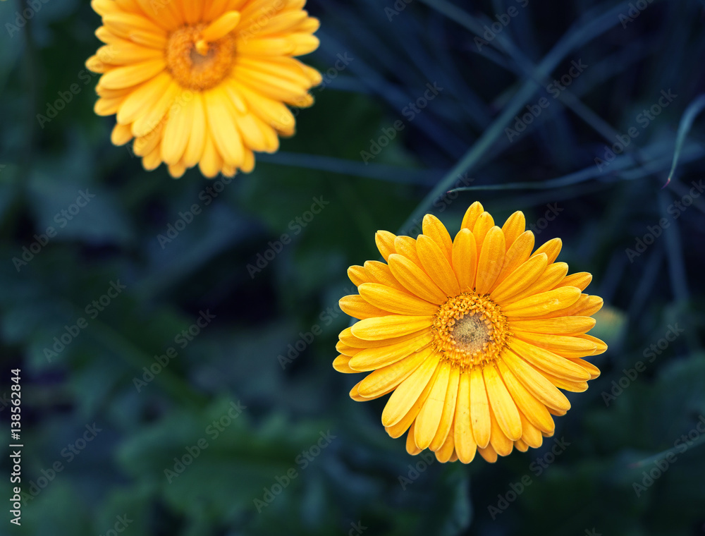 Obraz premium Gerber Daisy