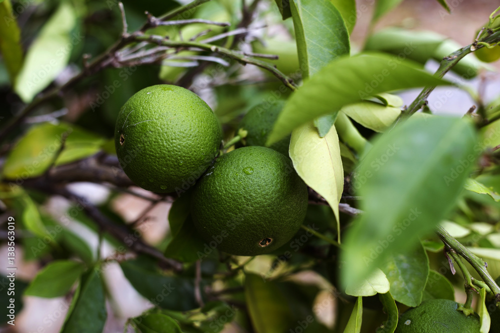 Organic green oranges in Ivan Dolac, Hvar island, Croatia