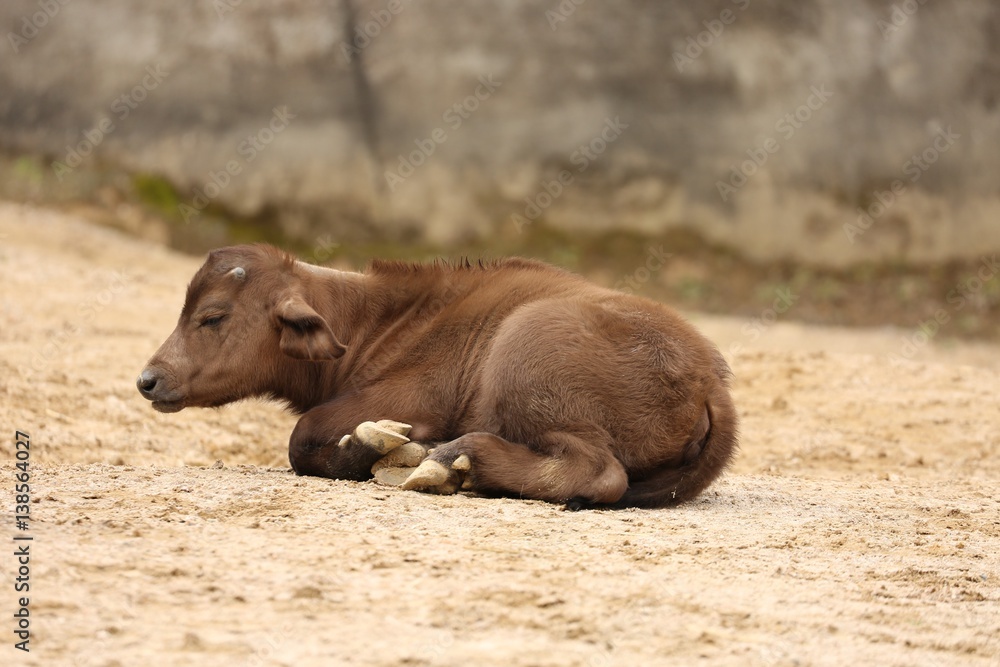 Fototapeta premium バッファロー