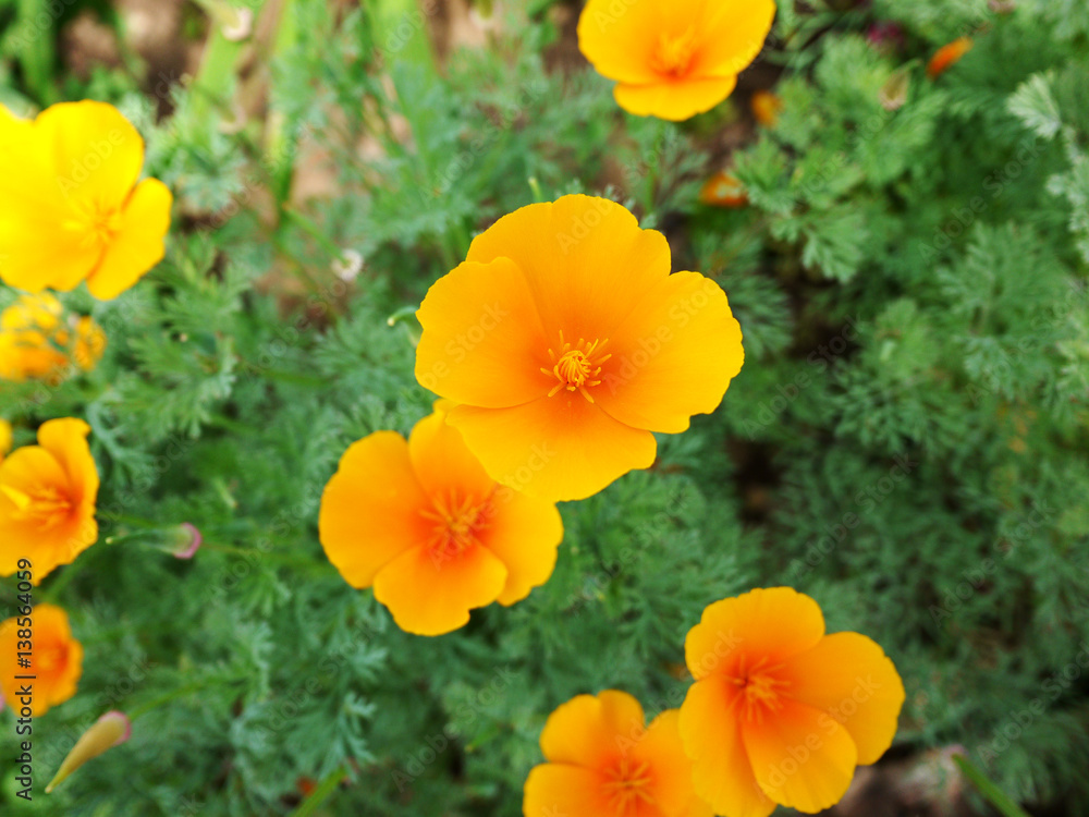 Obraz premium flower, flowers, pink, nature, orange, color, green, macro
