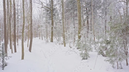 Panorama of the winter forest. Spruce