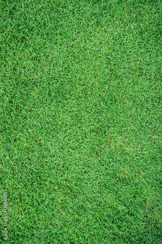 Green grass field natural texture