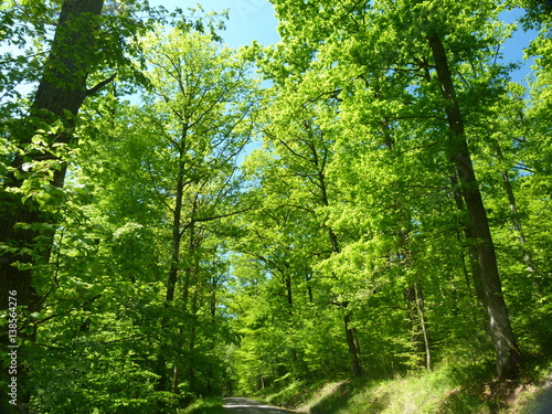 Wald im Frühling 1