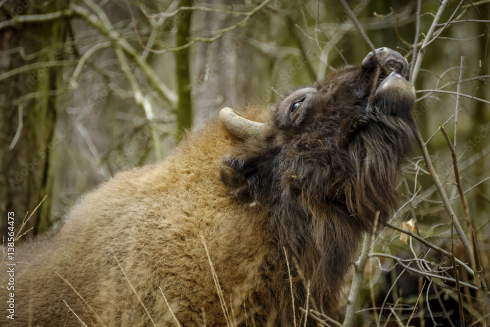 Obraz premium wisent standing in the forest of the natural park, Maashorst