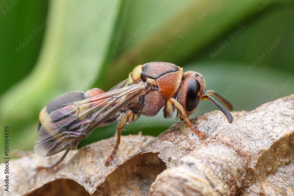 Super macro wasp on nest Super macro wasp on nest