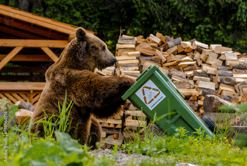 Brown Bear (Ursus arctos)