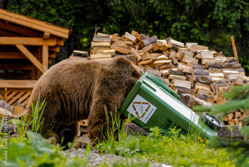 Brown Bear (Ursus arctos)
