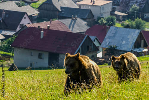 Brown Bear (Ursus arctos)