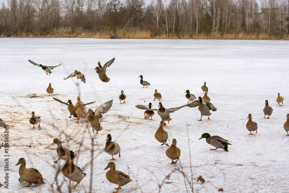 Fototapeta premium Many ducks in outside 