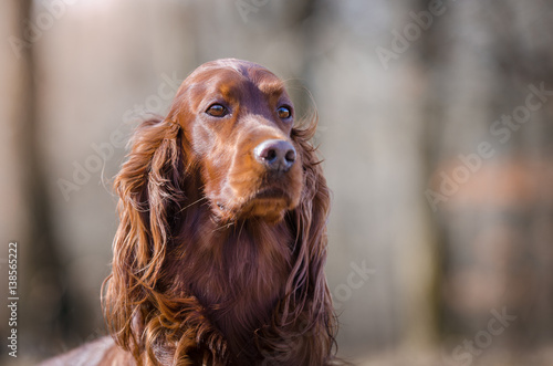 Irish setter hound dog in winter forrest