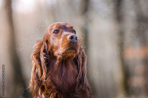 Irish setter hound dog in winter forrest © tmart_foto