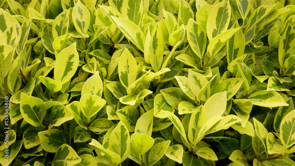 Fototapeta premium Green leaves for graphic background