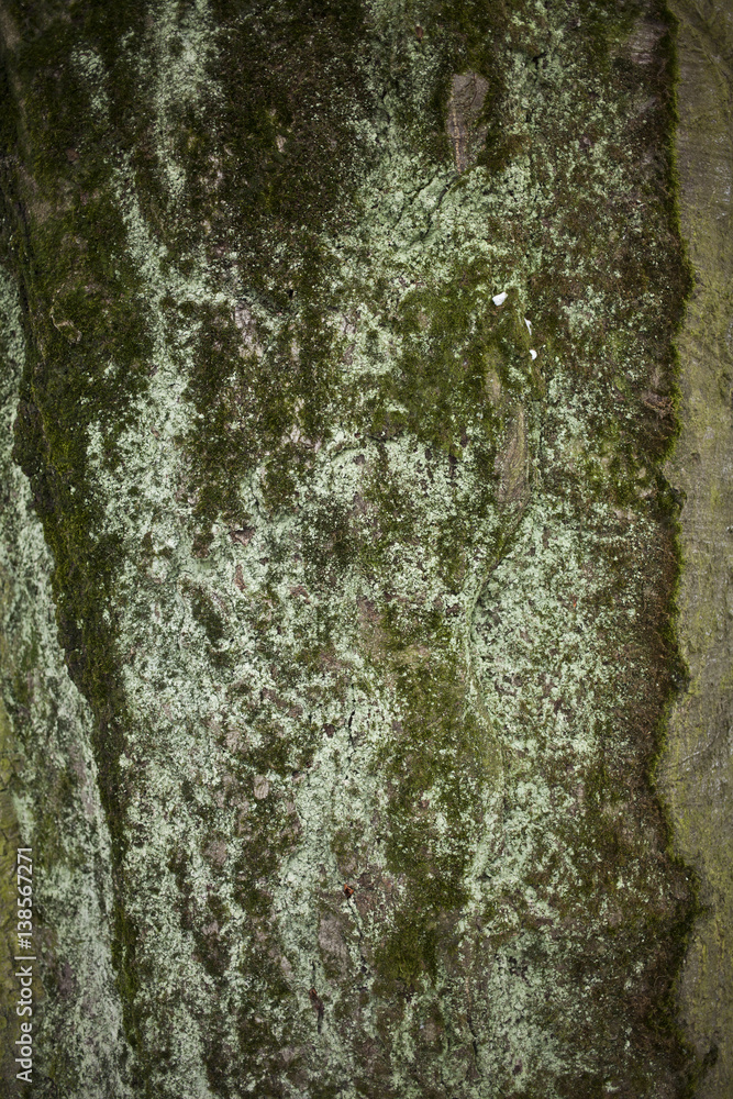 Old bark tree texture close up Old bark tree texture close up