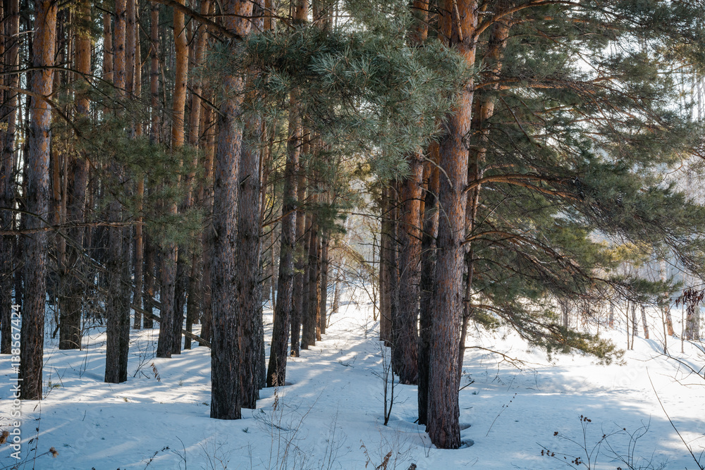Naklejka premium The winter forest on snow. The wood in the winter in Russia, Siberia.