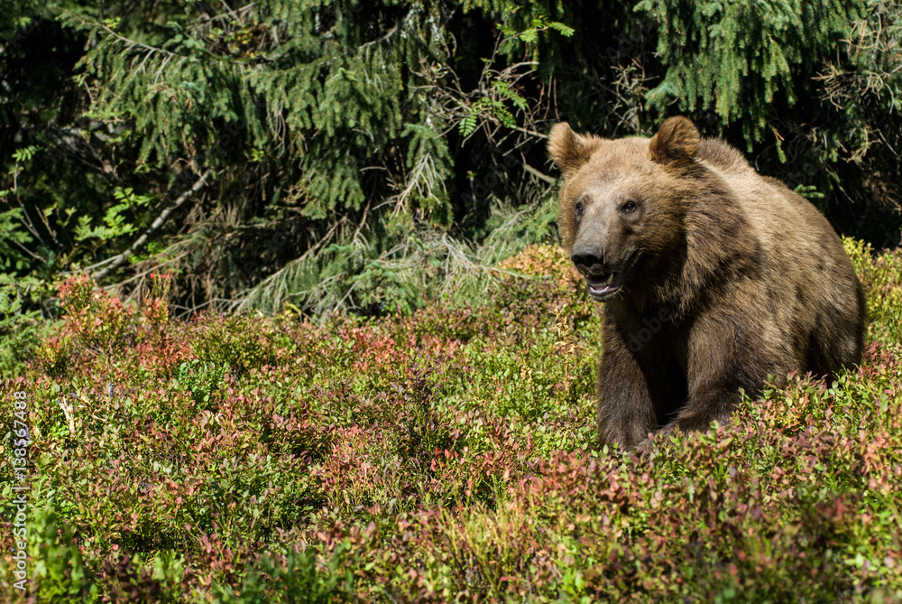 Fototapeta premium Brown Bear (Ursus arctos)