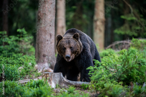 Brown Bear (Ursus arctos) © Tomas Hulik