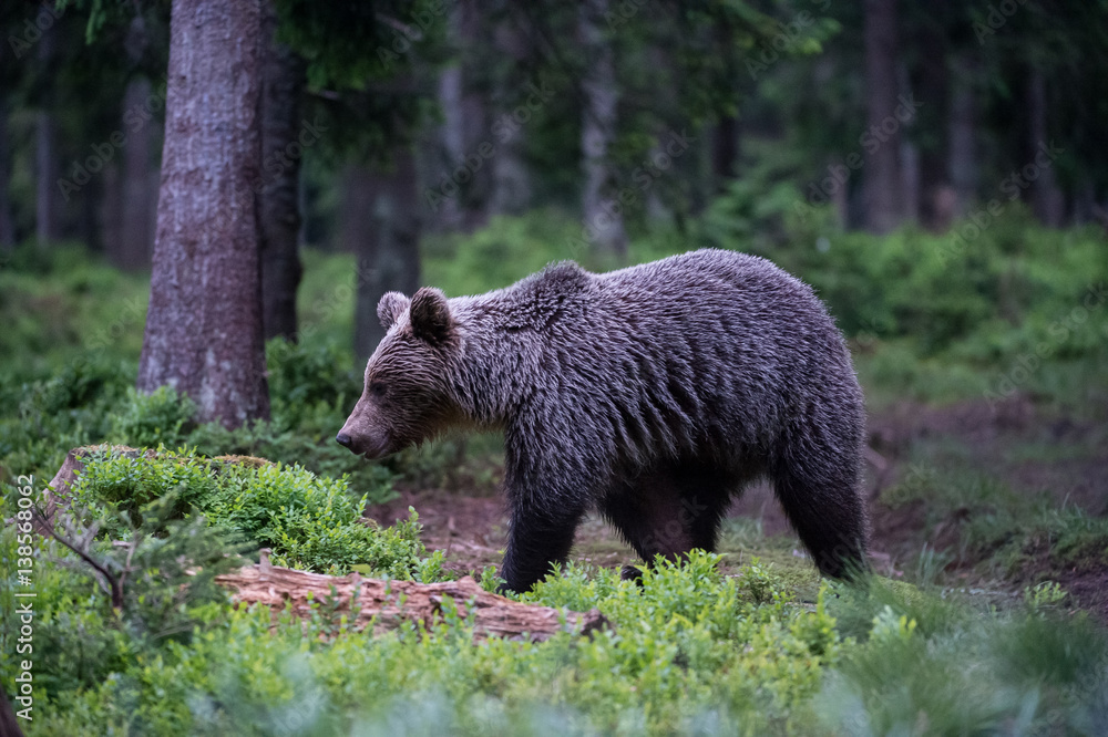 Brown Bear (Ursus arctos)