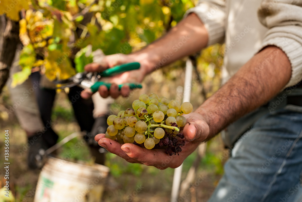 Grape harvester showing a bunch of grapes Grape harvester showing a bunch of grapes