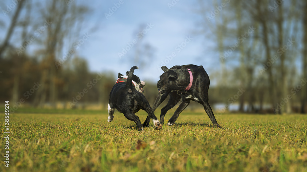 TWO HAPPY DOGS ARE PLAYING IN SUNNY DAY TWO HAPPY DOGS ARE PLAYING IN SUNNY DAY
