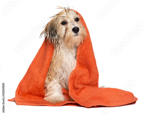 Fototapeta Naklejka Na Ścianę i Meble -  Cute bathed havanese puppy dog wrapped in an orange towel