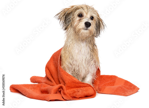 Fototapeta Naklejka Na Ścianę i Meble -  Cute bathed havanese puppy dog wrapped in an orange towel