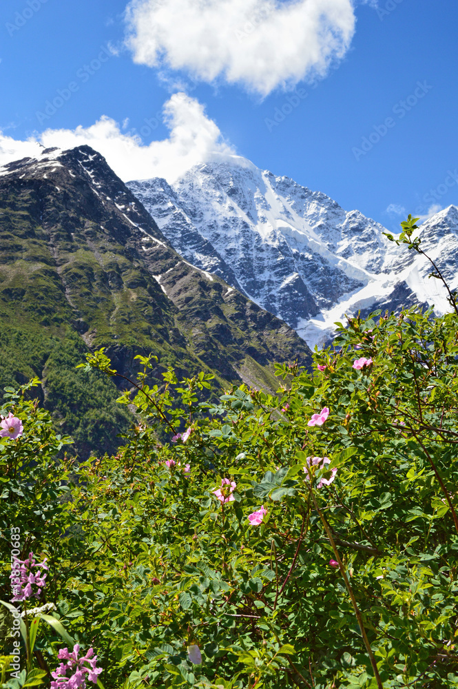 Close-up view of flowering bushes, mountains covered with snow at the background