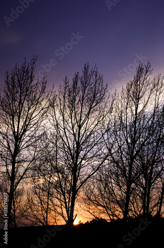 Tree when twilight and sunset