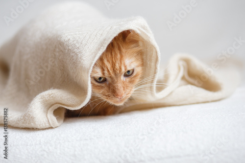 Orange fluffy cat sitting sitting under beige knitted blanket.   © vika_hova