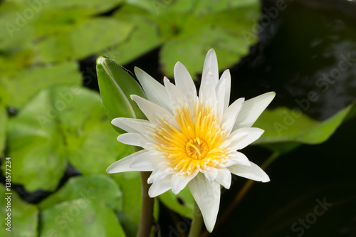 Lotus flower in pond