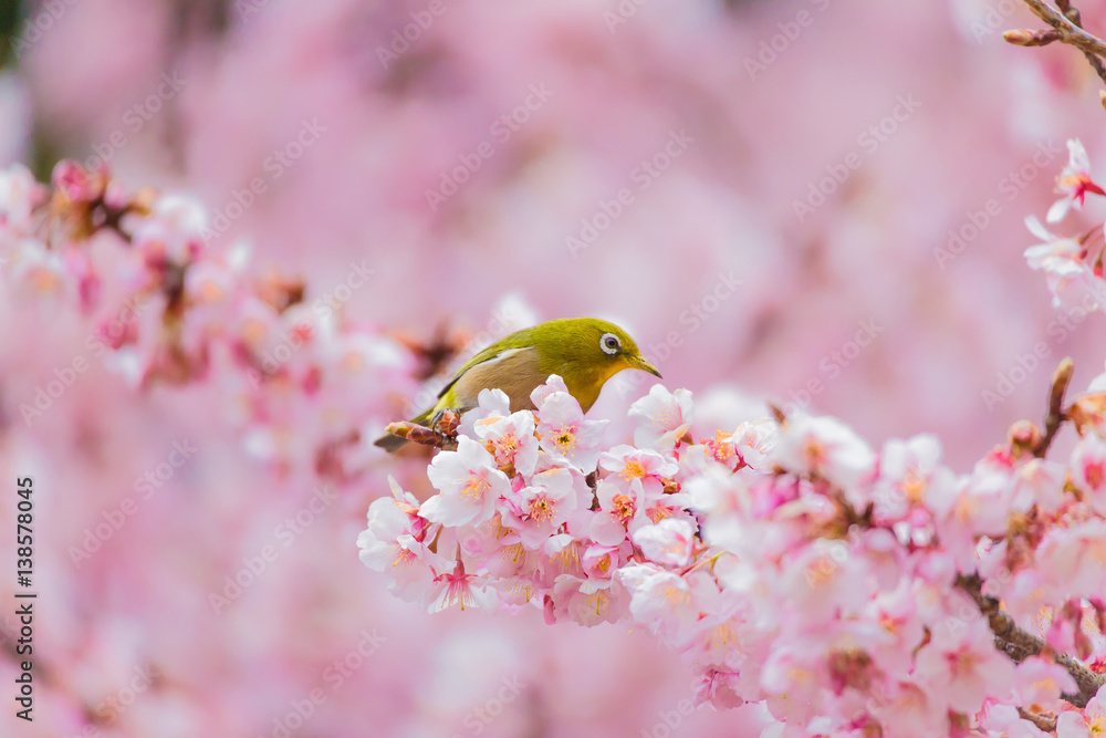 The Japanese White eye.The background is winter cherry blossoms. Located in Tokyo Prefecture Japan. The Japanese White eye.The background is winter cherry blossoms. Located in Tokyo Prefecture Japan.