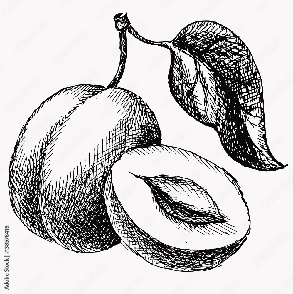 The plum and half of plun and leaf. Fruit vintage vector drawing