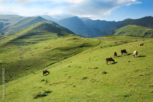 Cows grazing on a green slope of mountains