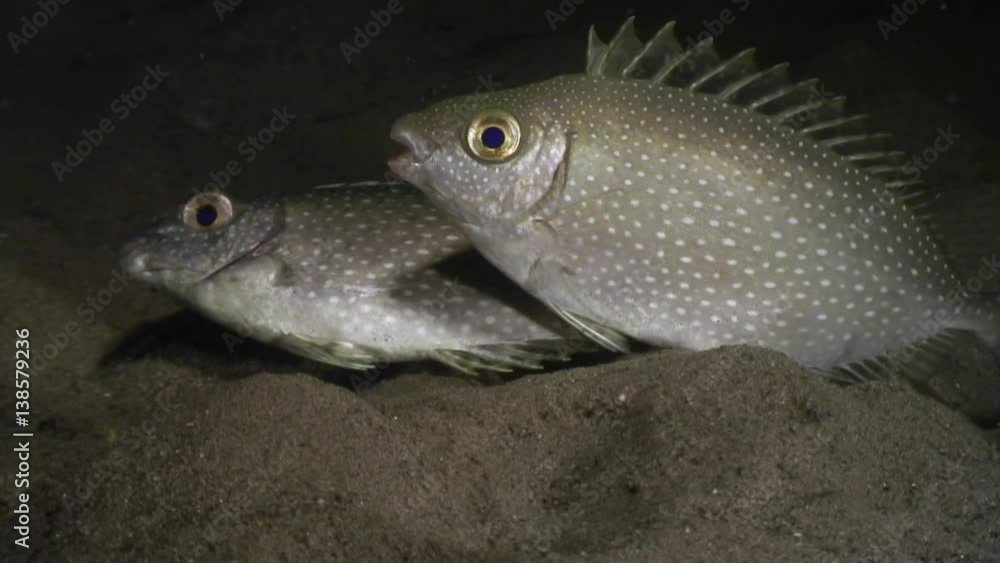 Fish with white spots underwater in ocean of Philippines.Travel in world of unique colorful beautiful ecosystem nature coral, algae. Inhabitants of deep sea in search of food. Diving. Fish with white spots underwater in ocean of Philippines.Travel in world of unique colorful beautiful ecosystem nature coral, algae. Inhabitants of deep sea in search of food. Diving.