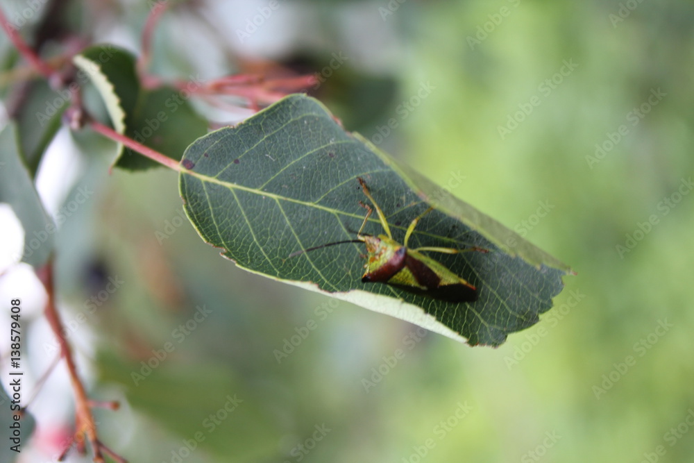 Naklejka premium Green bedbug on green leaf with natural background 20484