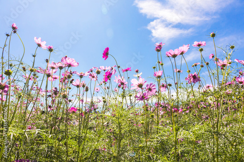 Fototapeta Naklejka Na Ścianę i Meble -  Cosmos flowers in the garden with blue sky and clouds background in  soft focus.