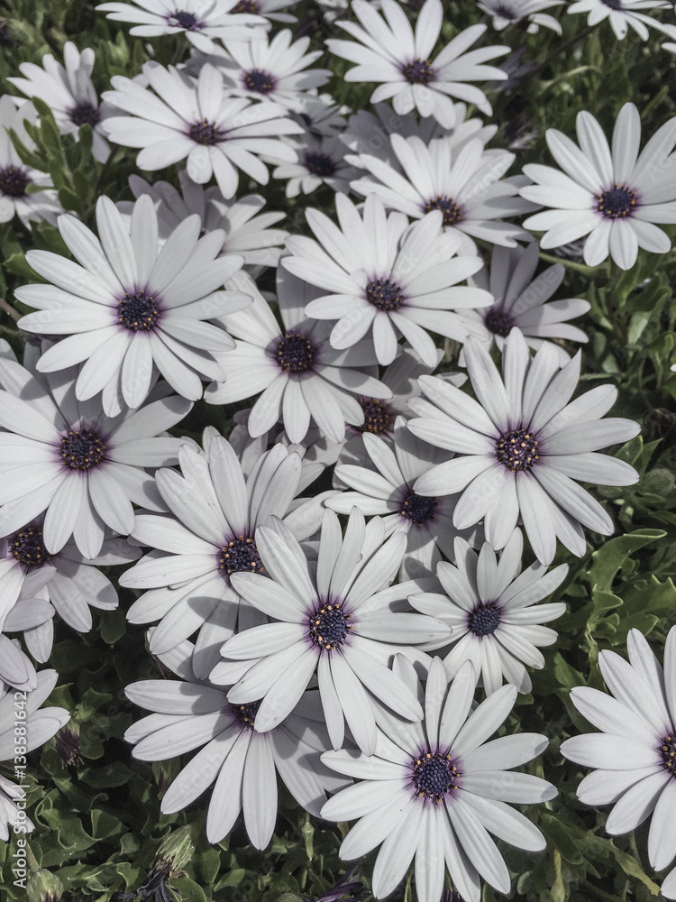 white flowers as a background white flowers as a background